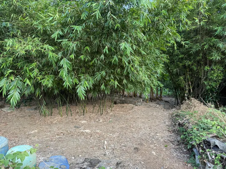 2025/09/21 看阿嬤以前的菜園