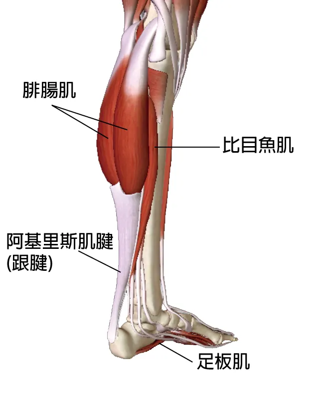取自：https://footspine.com.hk/the-prosthetist-shares-achilles-tendinitis/