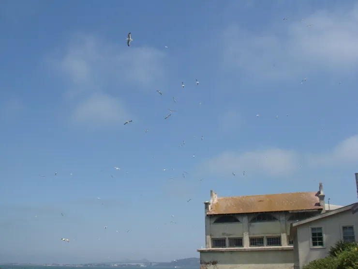 超多鳥的惡魔島Alcatraz Island