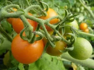 契斯曼尼番茄。圖片取自網站
