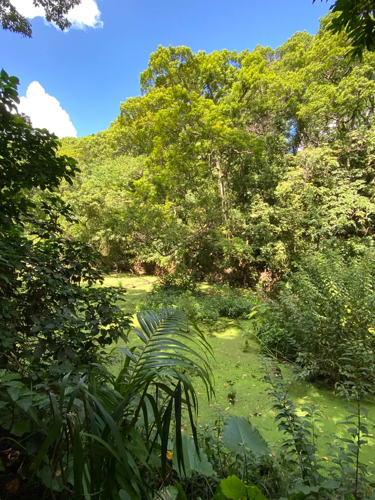 每年文山社大學員會來清理萃湖，並拍攝紀錄片