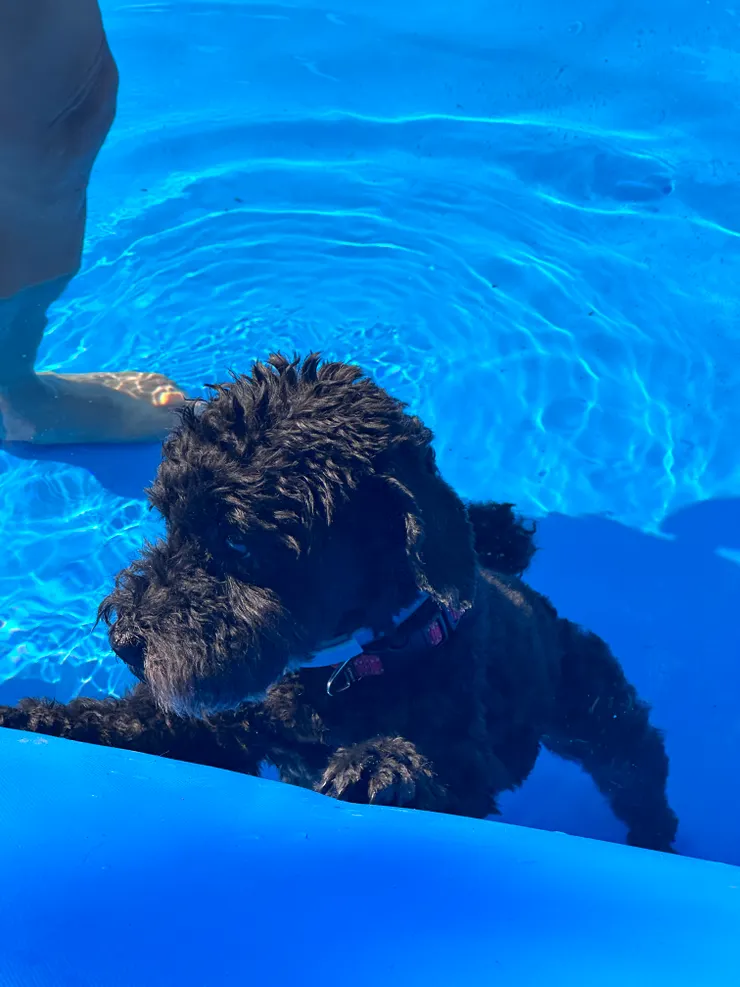 沒有問題之後才是下水游泳