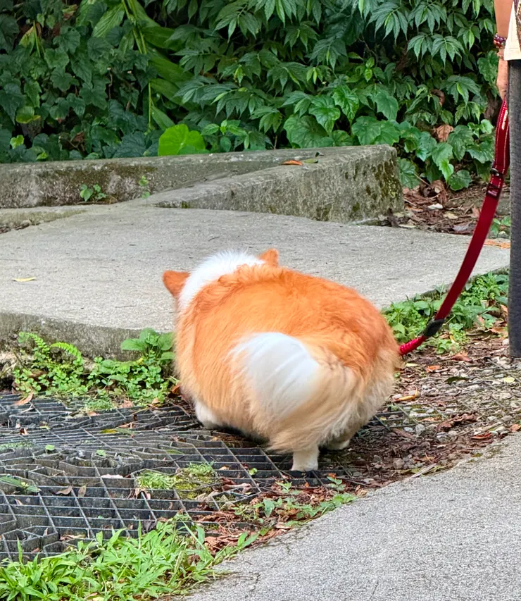 整條路都適合遛寵物