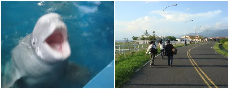 屏東海生館的小白鯨，還有下課後的同學們。