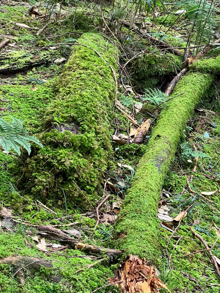很喜歡看這種青苔。大自然是最棒的藝術家。