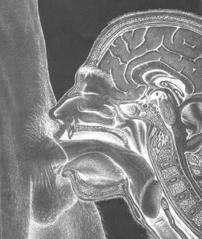 我在網路上找到這張看起來很震撼的圖，本來想馬上用來文章裡的，但是仔細一看發現這一定不真實。你有注意到那個陽具是插到氣管裡了嗎？這極為少見的。圖片取自XXGASM