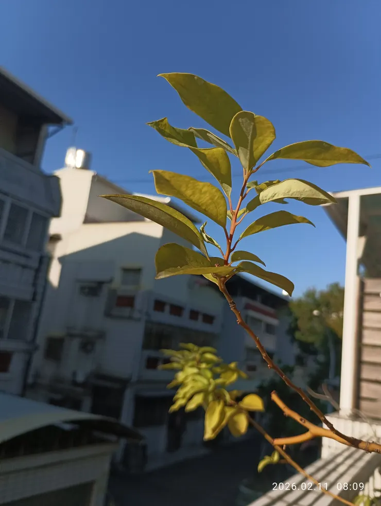 俯首謝葉綠天藍