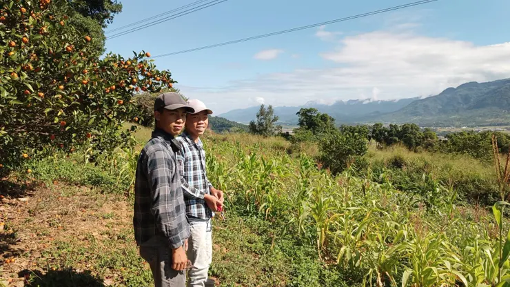 山上的香檬果園