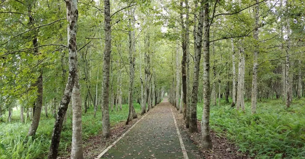 然希的微光星球的沙龍