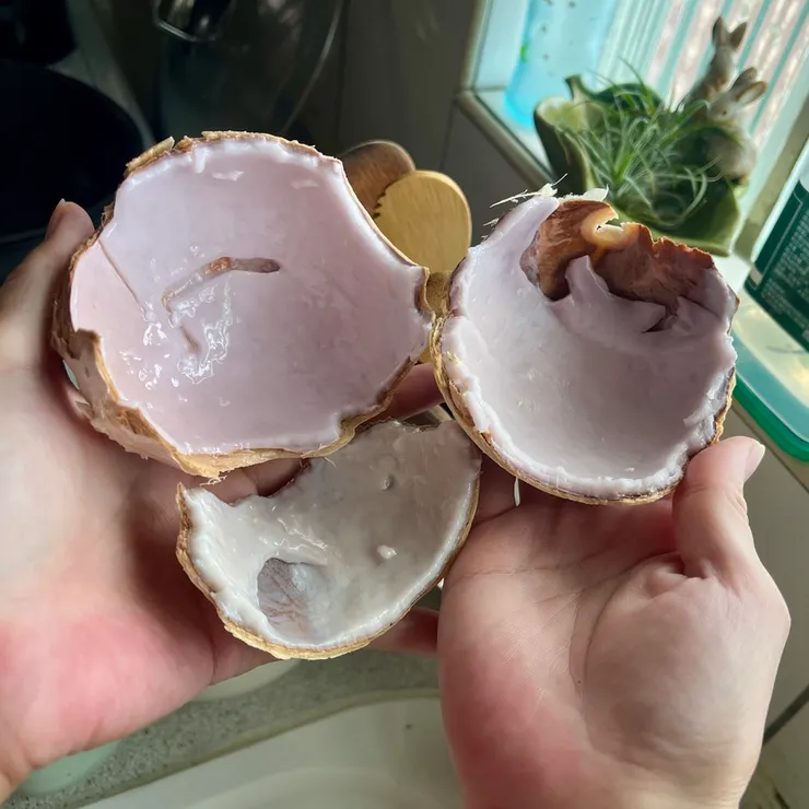 椰肉的顏色跟厚薄度都不太一樣