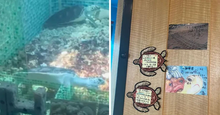 綠蠵龜寶寶-77&53