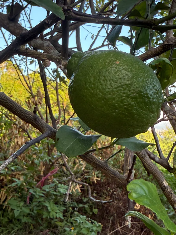 2025/09/21 檸檬長大紀錄