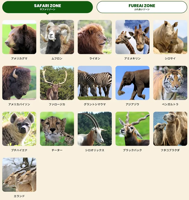 Safari可以看見這麼多動物，好值得！