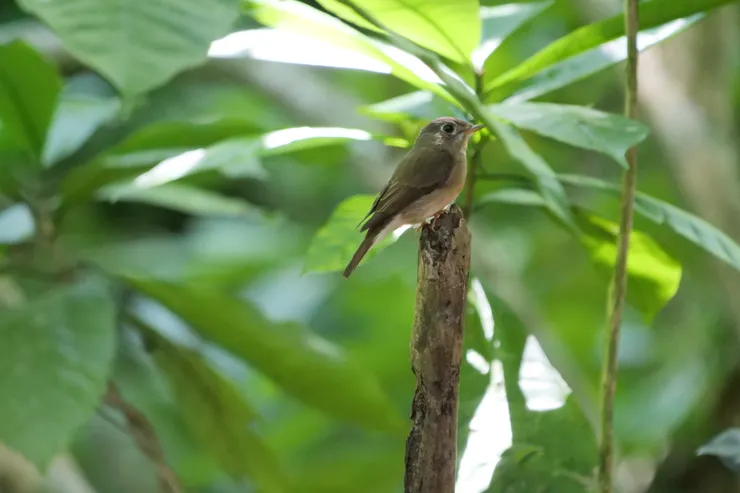 眼睛超大的Brown-breasted Flycatcher