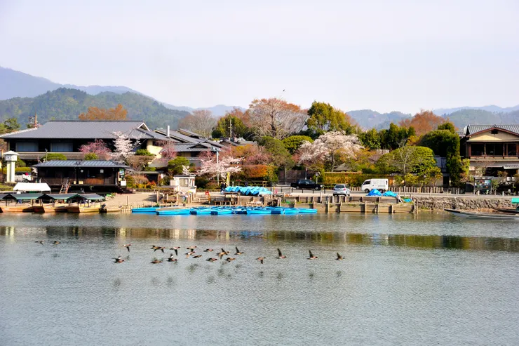 吐繽紛  臨水櫻影婆娑  空船靜  看野鴨飛去杳