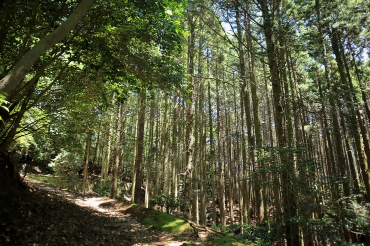 正是斜前方這片樹林！它們正緩緩減少中···