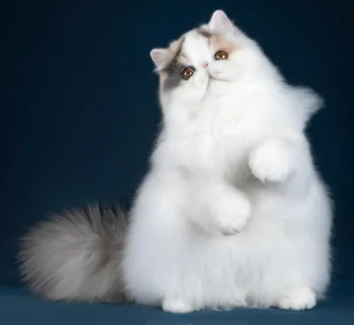 艾莉絲貓舍~加菲貓.波斯貓.英國短毛貓.布偶貓的沙龍