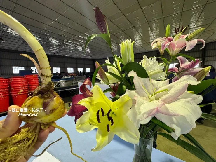 上完課後,五歲的弟弟能分辨不同的百合花。