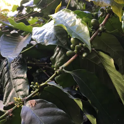 Lost Barista的沙龍