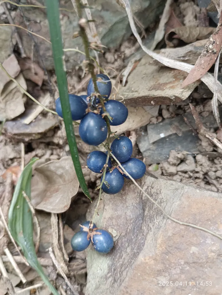 麥門冬的果實，少見到