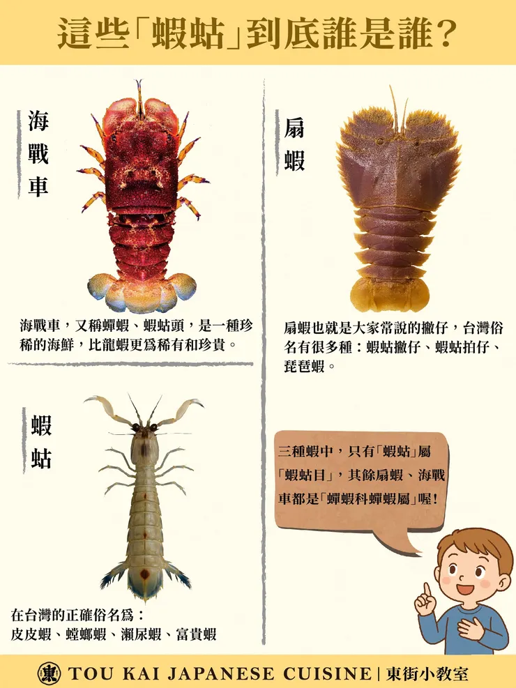 漁市偶爾會見到的不同蝦蛄