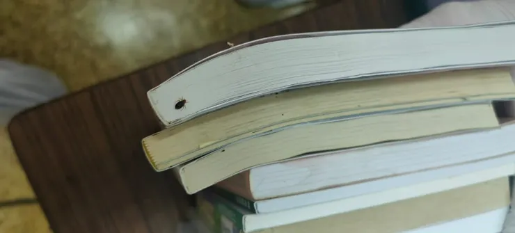 床蝨藏身於書本縫隙，肉眼難以察覺