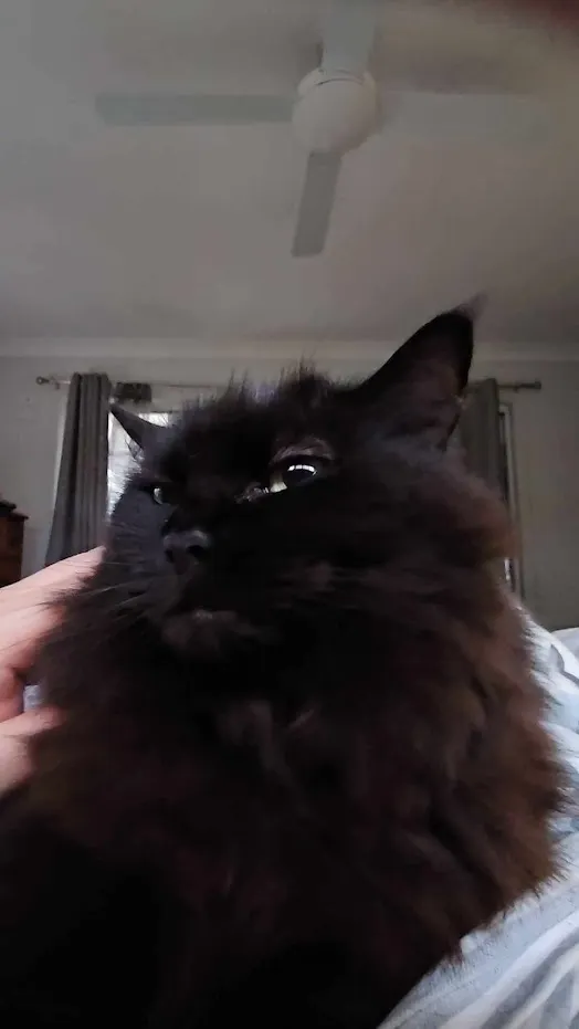 她家的貓女王 snow ball 