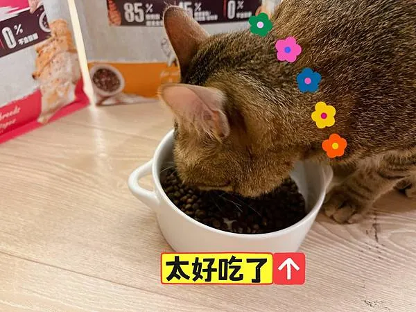 吃 Absolute holistic超越顛峰無穀貓糧 津津有味的Dior