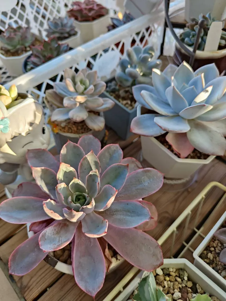 這盆赫拉經歷過介殼蟲害，被我用酒精消毒一輪。陽台這株的顏色，沒有頂樓那株顏色漂亮。