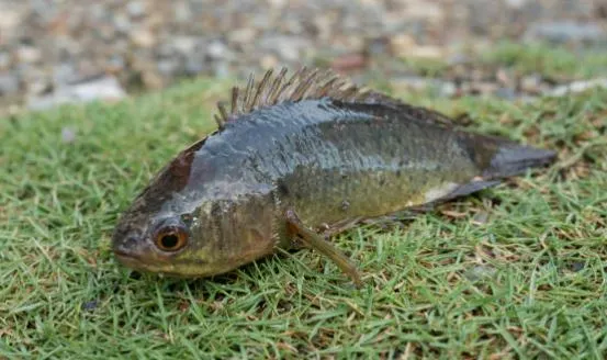 龜殼攀鱸，俗名過山鯽。能以特化的器官直接吸取空氣，並能用胸鰭在地面上攀爬，生命頑強。