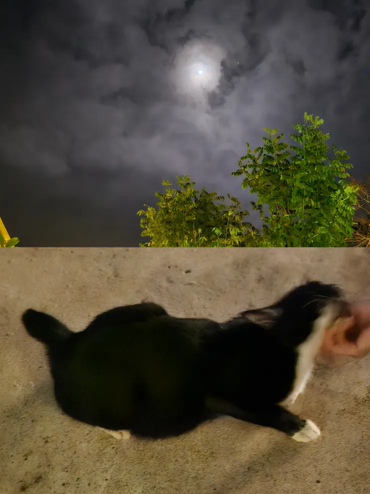 月黑風高,遇到黑貓,是否暗示我們應該繼續留在富國島!