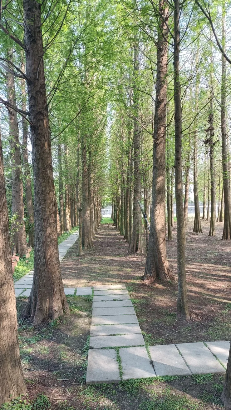 咖啡店的落葉松