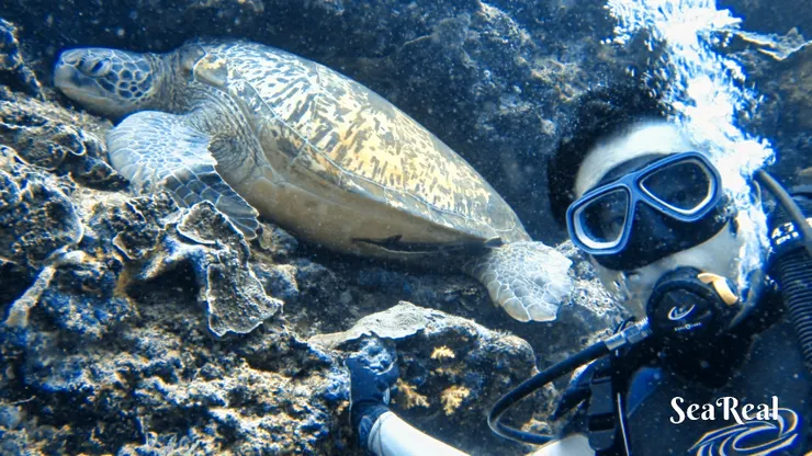 跟龜仙合照 ~當地的人氣海龜