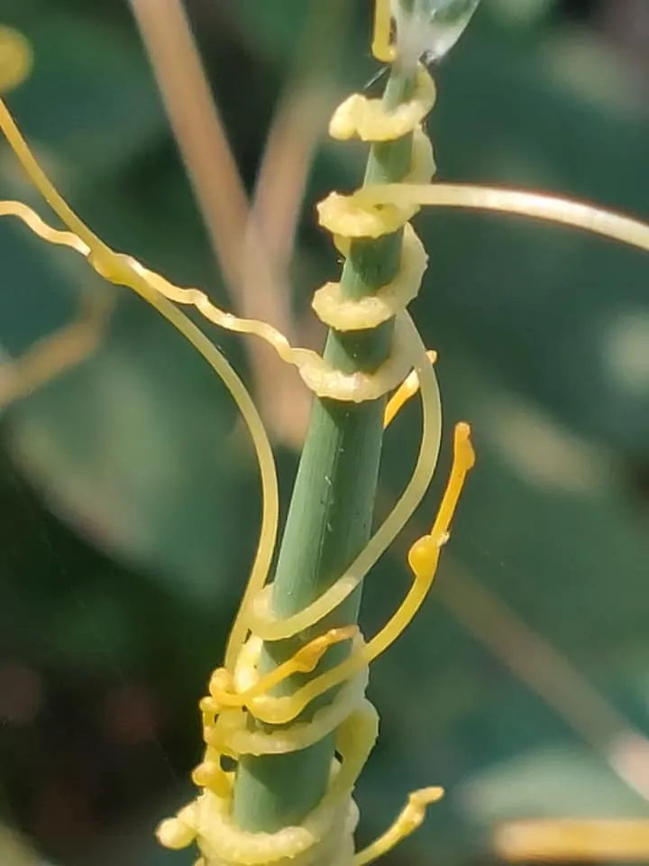 無根無葉的植物界吸血鬼，任何被纏住的植物莫不魂飛魄散、枯槁而亡！
