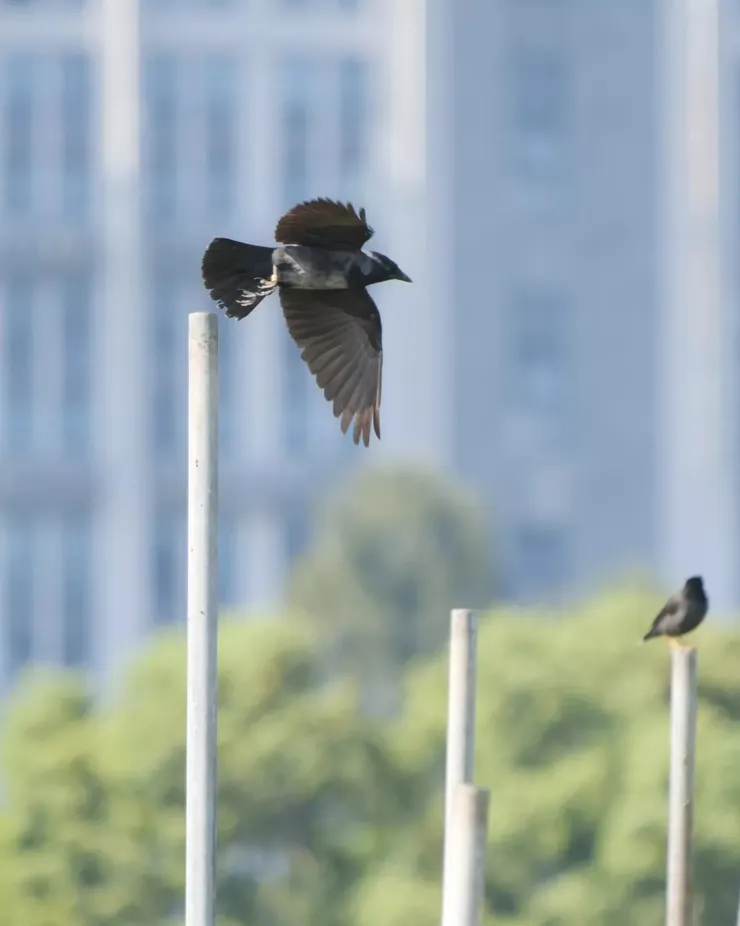 肚子和老鼠的毛色有點相似