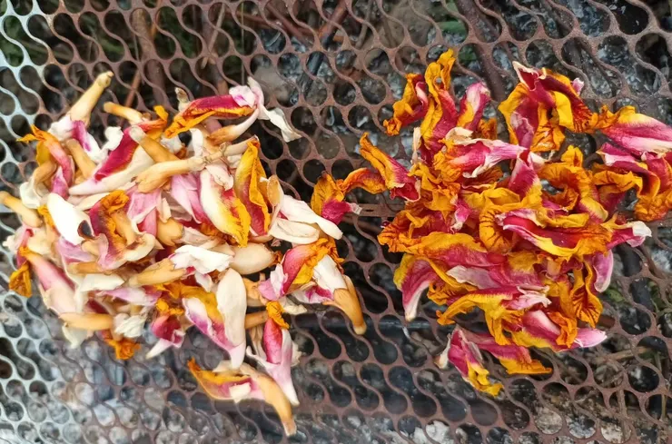 煙燻月桃花 用玫瑰枝條的餘燼煙燻 (左邊)保留苞片與白色花瓣的部分 (右邊)只採用唇瓣的部分