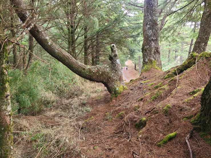稜線走一小段後，就會下切接回道路