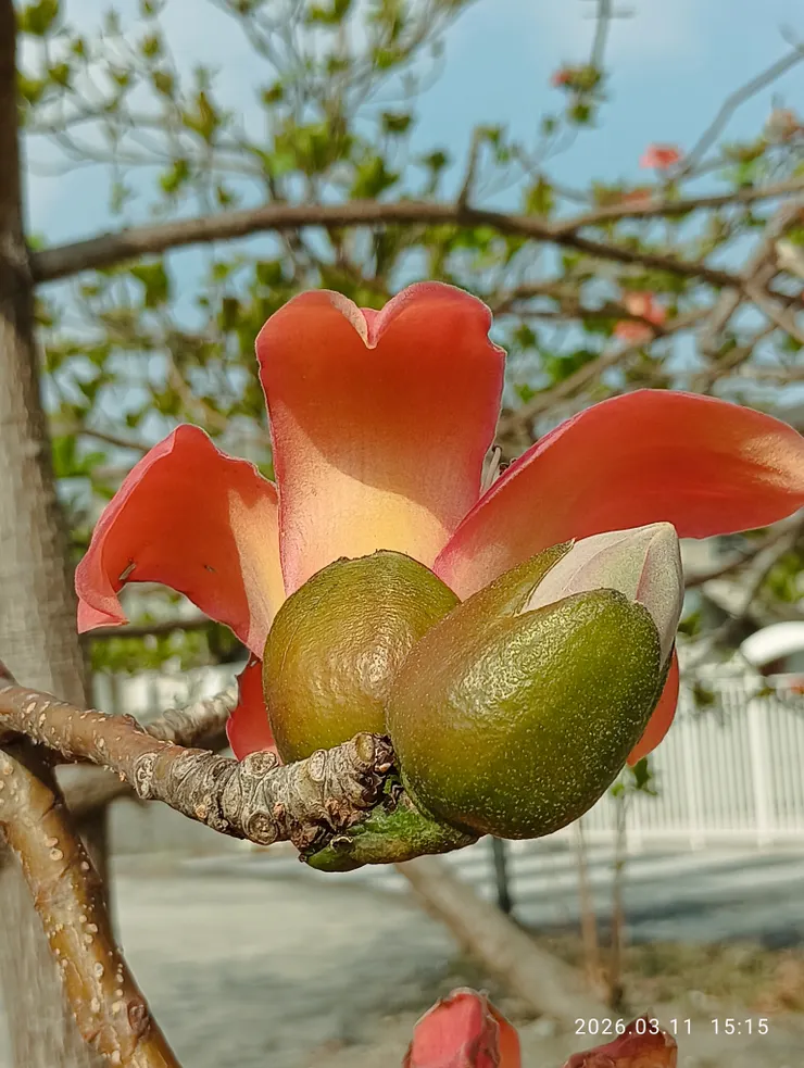 木棉花，皆自拍攝