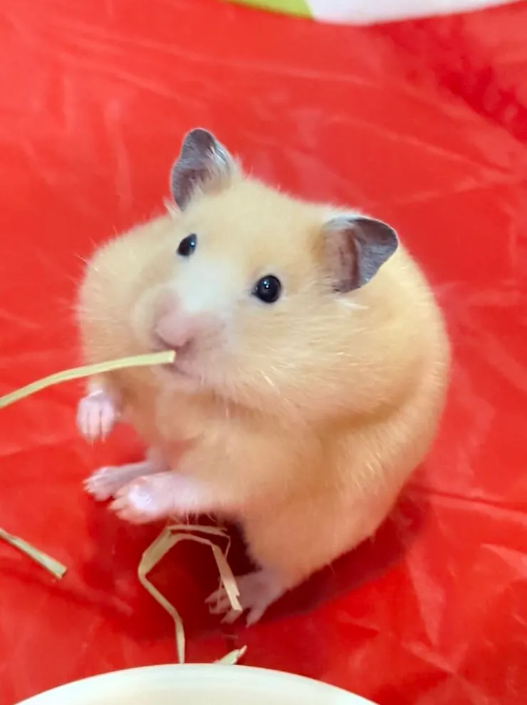 放風散步,嘴巴塞得鼓鼓的阿魯