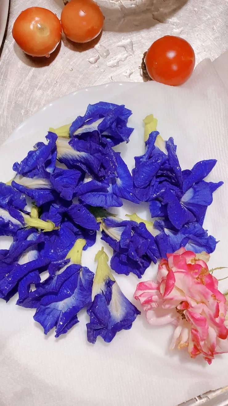 花園裡的蝶豆花、玫瑰花開了，就採下來泡一壺花草茶