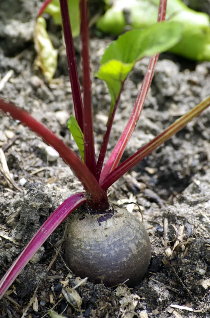 甜菜根根部