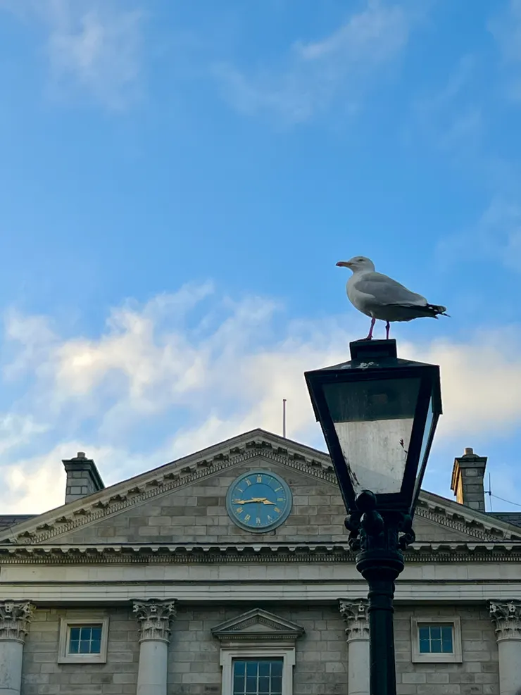 一走進校園就能看見壯觀的新古典主義建築，與駐足的海鷗。 (Joy 攝於 Trinity College Dublin)