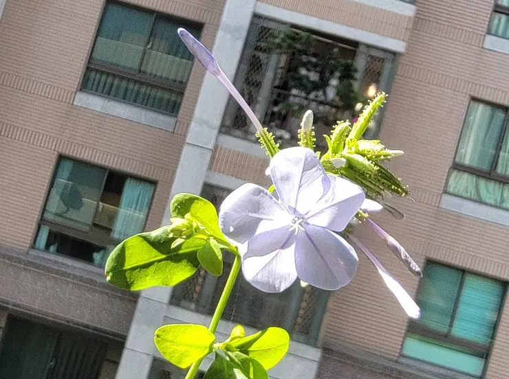 20240326 - 藍雪花開花