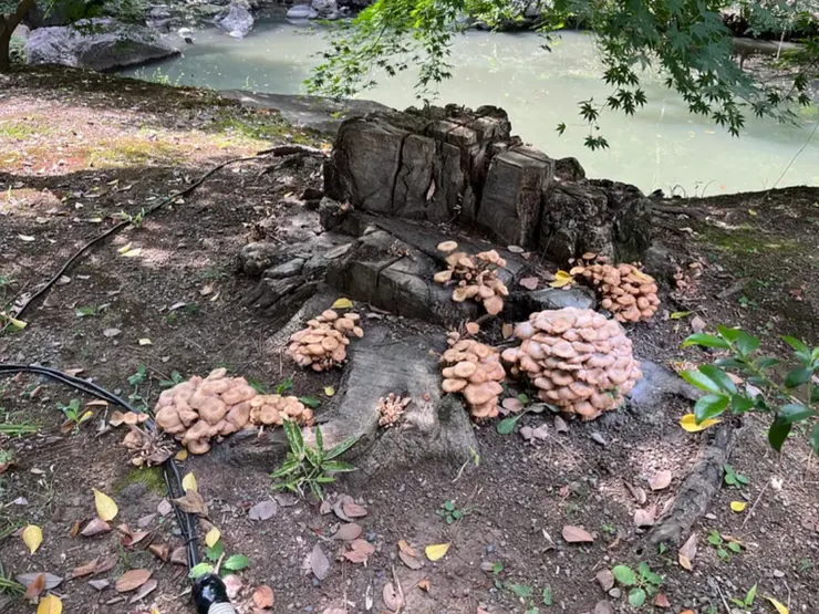 日本庭園看久了都有點像,所以只有拍 了這張「滿菇圖」