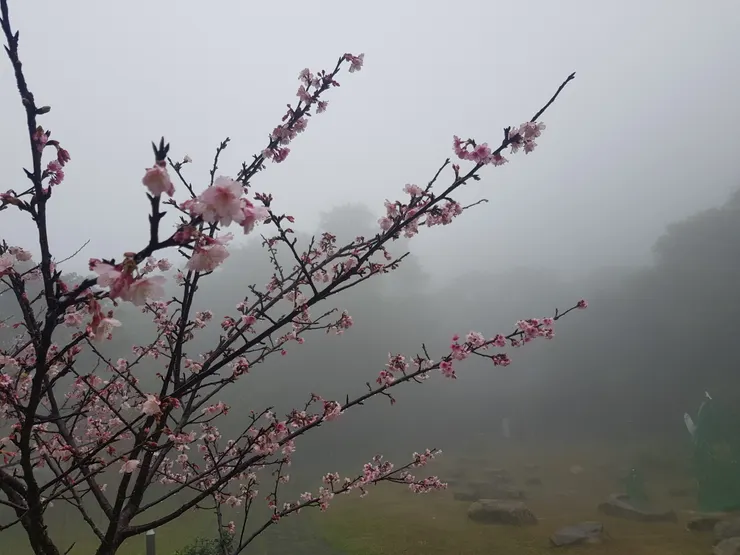 起霧的山上如仙境