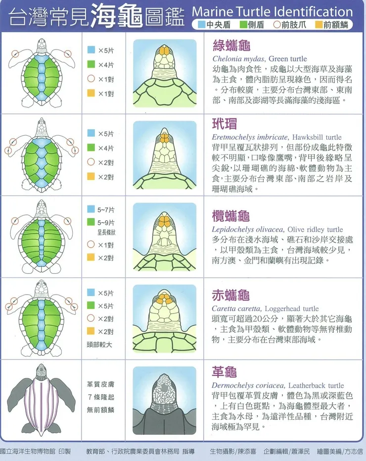 海龜物種鑑定除了體色之外，仍可依據嘴形、龜甲的外形輪廓特徵與材質差異，及龜甲上骨板的排列組成，區分出物種，體色僅可作為參考之一。台灣常見海龜圖鑑墊板 (國立海洋生物博物館 製作發行)