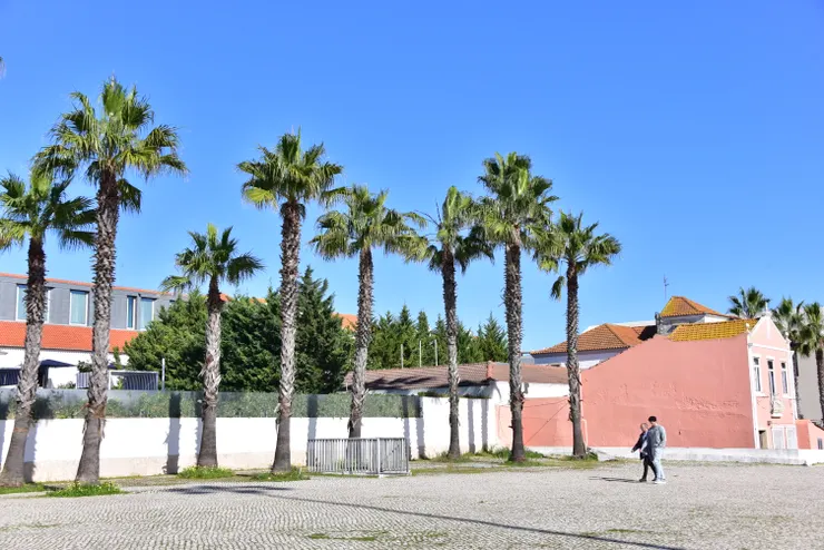 只要來到海邊,就一定會有棕櫚樹。