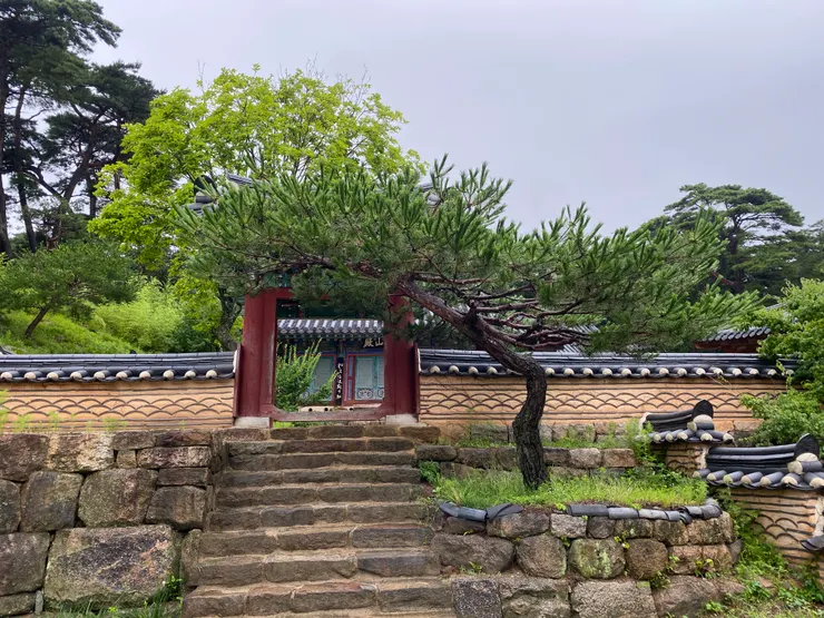 這棵松樹真的太吸睛了