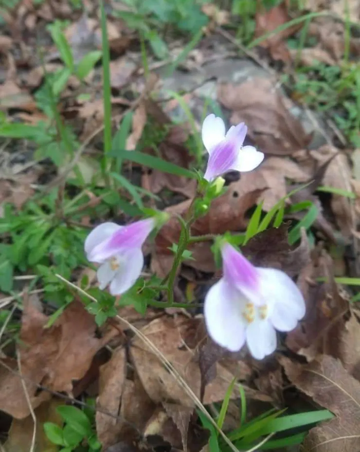 貌似不起眼的路邊野草，開出令人驚豔的花