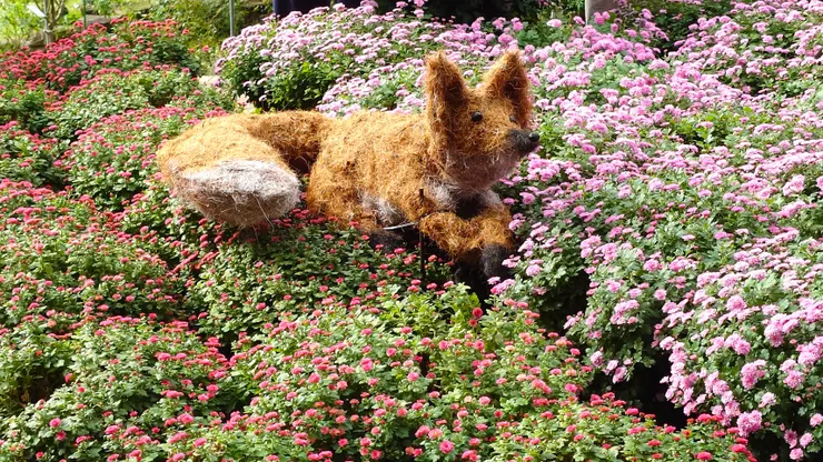 在樹叢中嬉戲的淘氣狐狸。（攝影／陳宜彣）